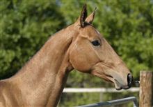 Turkmenistan -- Purebred Ahal-Tekes horse (660x465)
