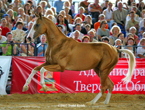 Photo of Akhal-Teke EQUIROS Shael Gold Cup 2007 Part 1